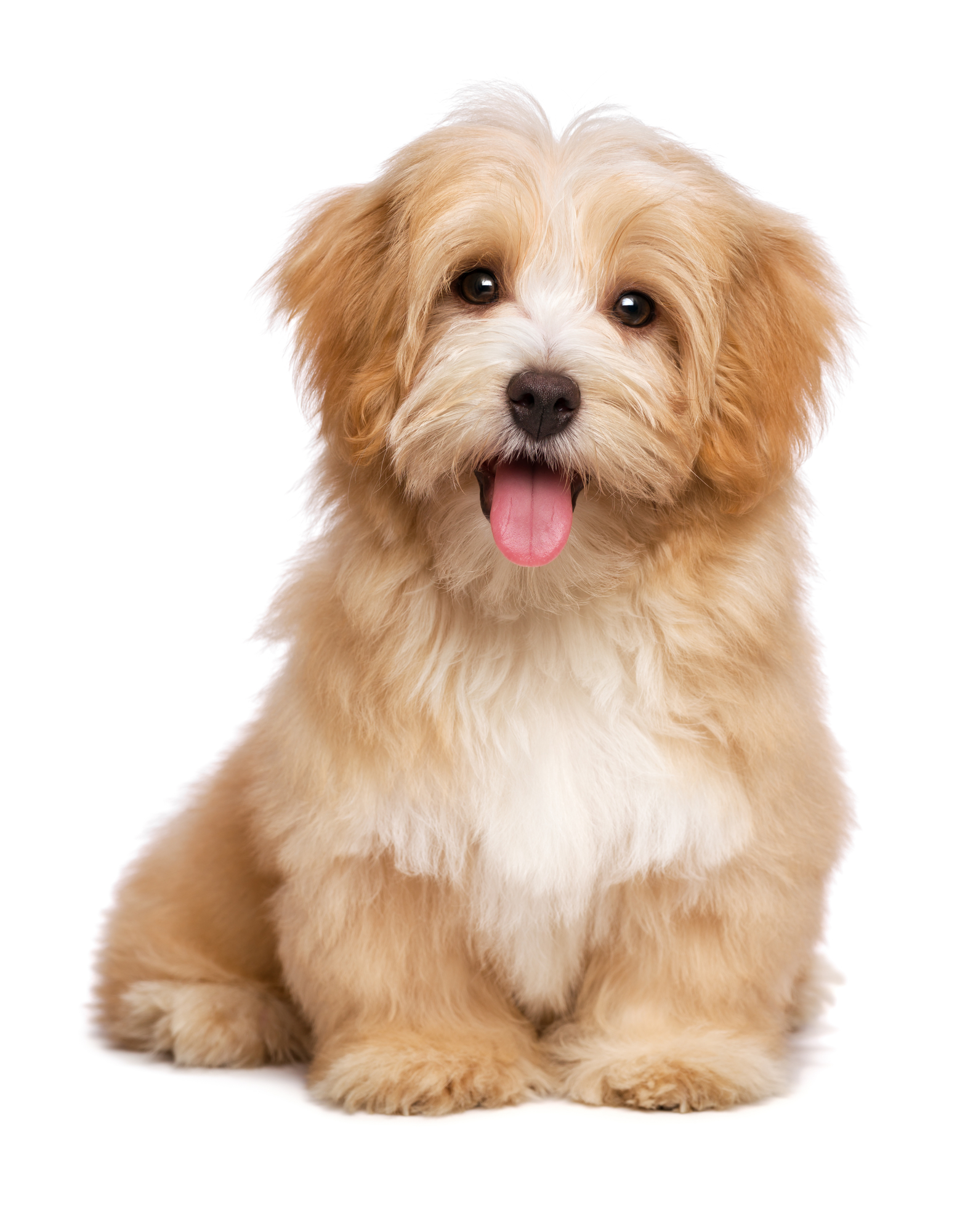 Agria hundeforsikring | Find billig til din hund her »