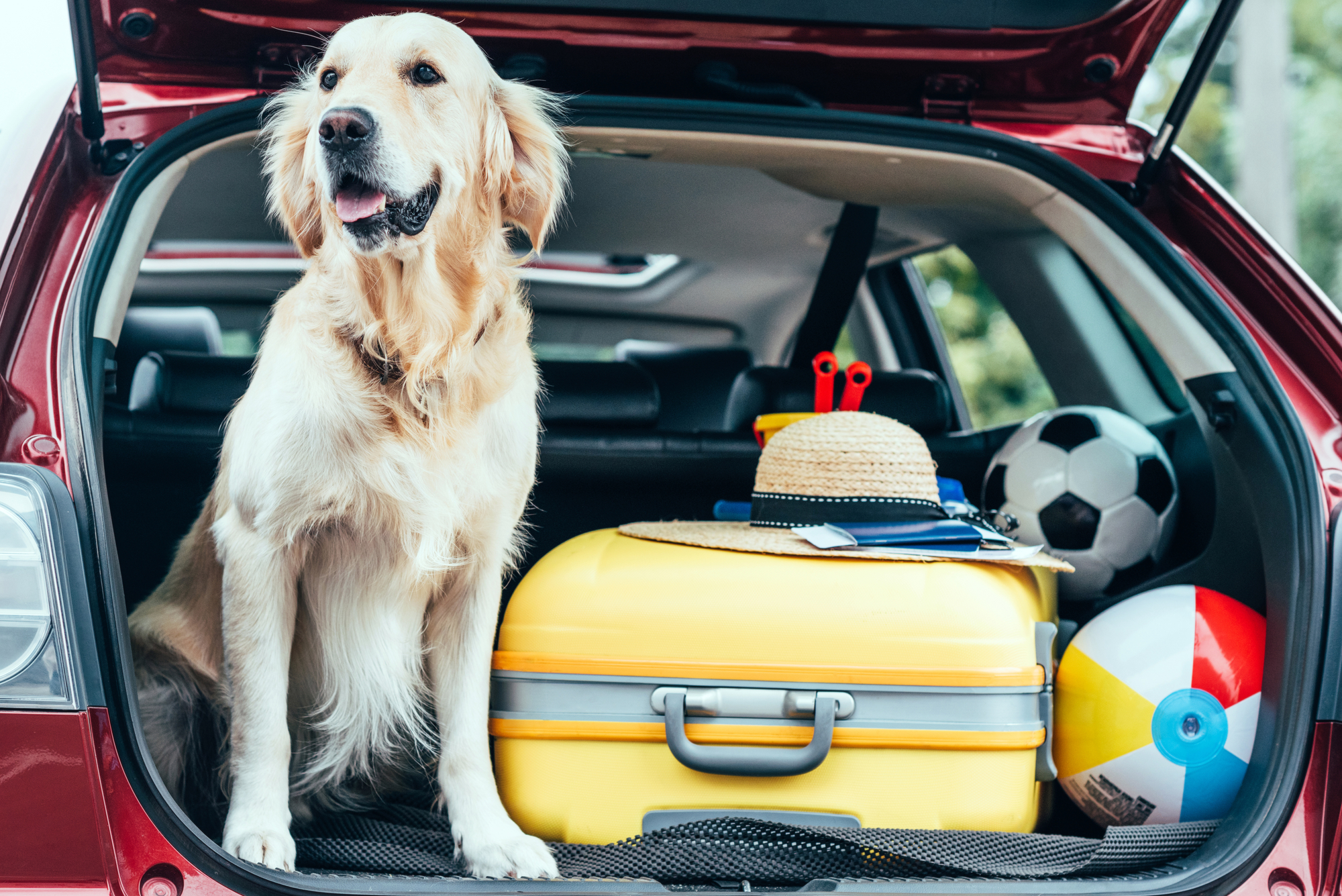 Kør-selv-ferie: Sådan gør du det til en god oplevelse for hunden »
