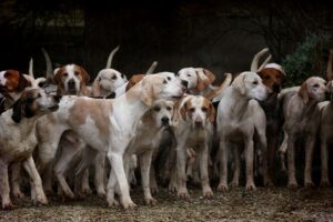 Happy Dog hundefoder